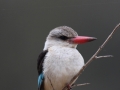 141101_Kingfisher