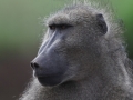 141120_Baboon02