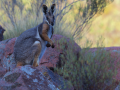 AUS_RockWallabee_1