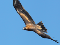 AUS_WedgeTailEagle_1b