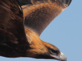 AUS_WedgeTailEagle_2b