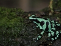 CR_BlGreenFrog
