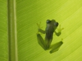CR_GlassFrog