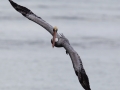 CR_Pelican1