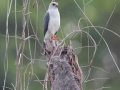 160101_P_GreyHeadedGoshawk